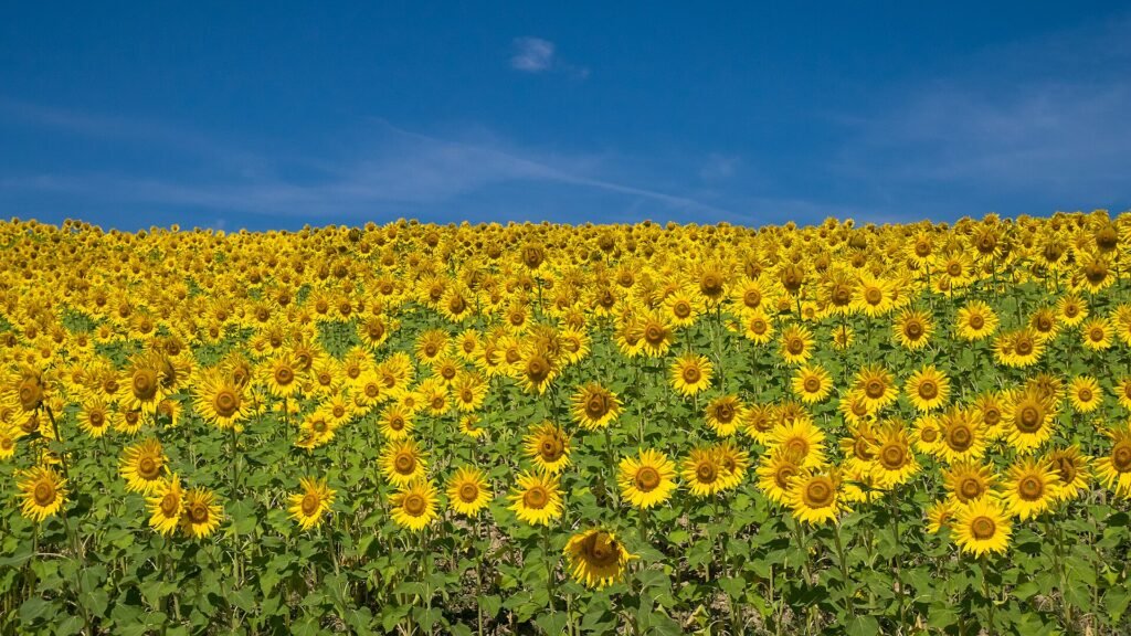 Sunflower field under a blue sky